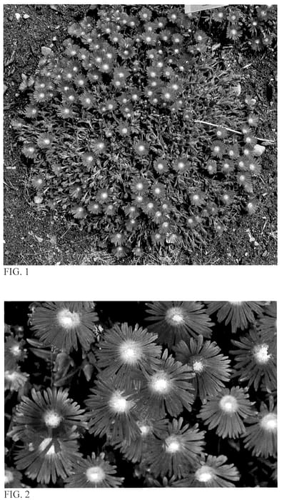 Figure 1 of US plant patent PP36547, the photograph of Dancing Embers printed in the patent.