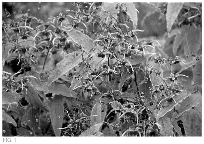 Figure 1 of US plant patent PP36548, the photograph of Cranberry Dancer printed in the patent.