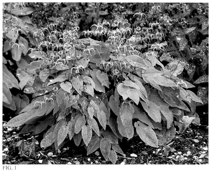 Figure 1 of US plant patent PP36549, the photograph of Dream Catcher printed in the patent.