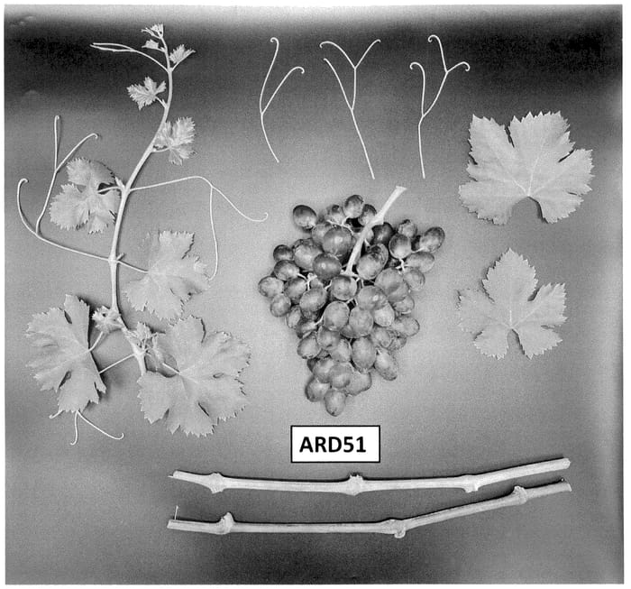 Figure 1 of US plant patent PP36550, the photograph of ARD51 printed in the patent.