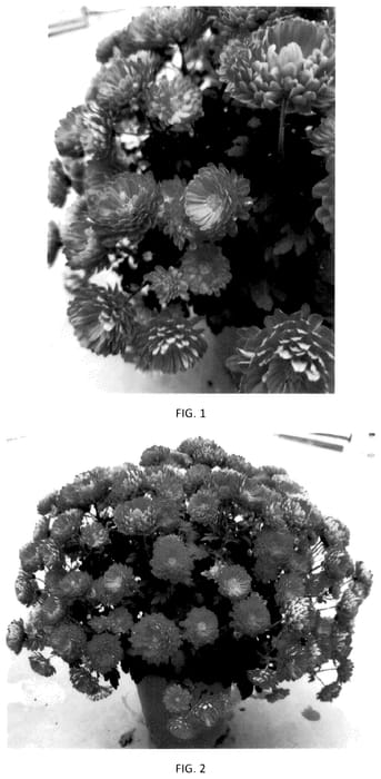 Figure 1 of US plant patent PP36552, the photograph of CIFZ0109 printed in the patent.