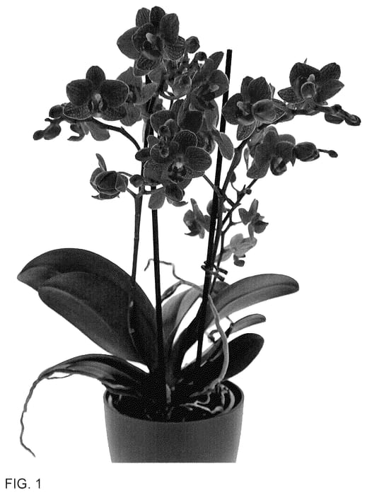 Figure 1 of US plant patent PP36553, the photograph of Flamboyance printed in the patent.