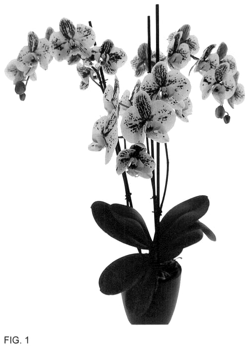 Figure 1 of US plant patent PP36555, the photograph of PHA484572 printed in the patent.