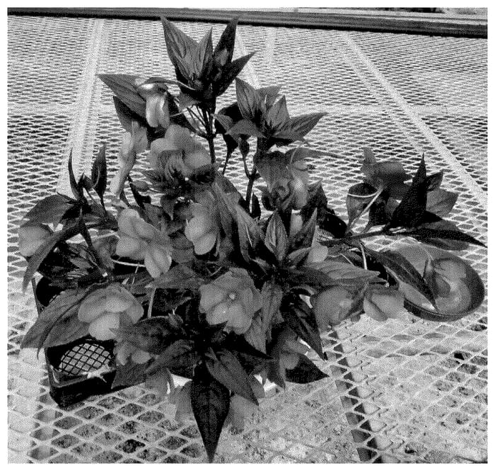 Figure 1 of US plant patent PP36556, the photograph of Dongimarostar printed in the patent.