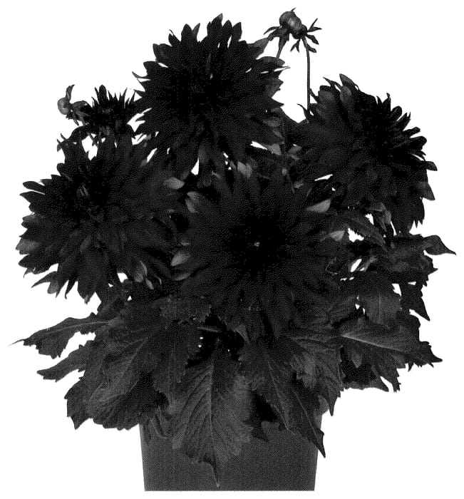 Figure 1 of US plant patent PP36557, the photograph of Dodaxrasic printed in the patent.