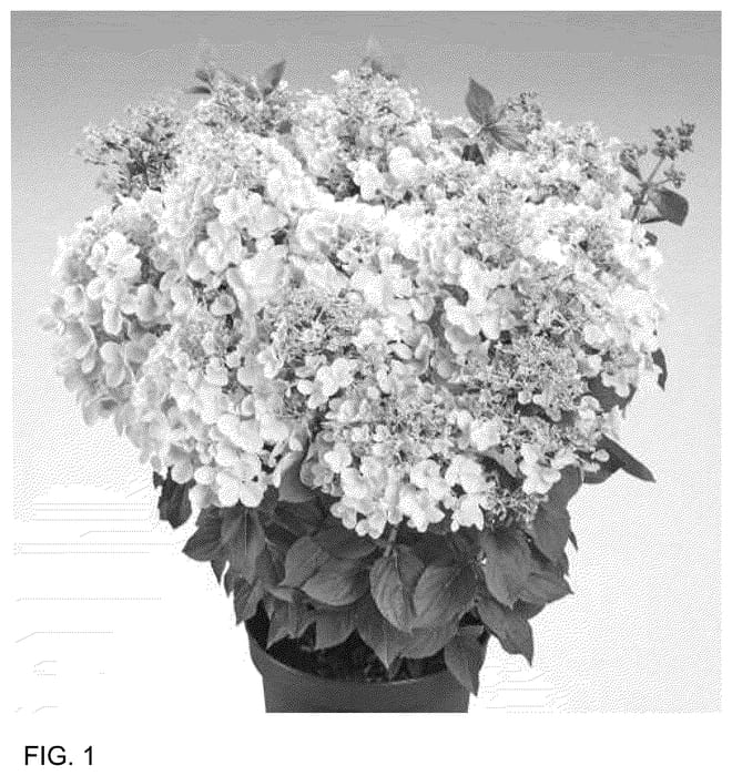 Figure 1 of US plant patent PP36558, the photograph of HP221904 printed in the patent.