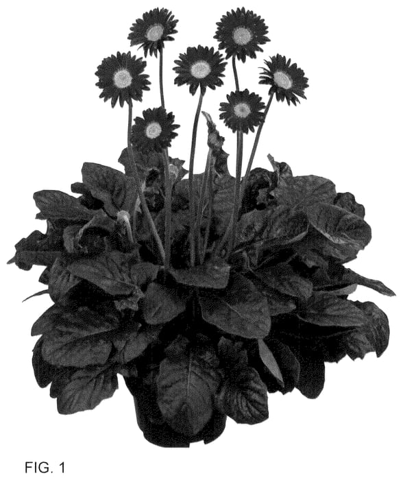 Figure 1 of US plant patent PP36559, the photograph of GOS202123 printed in the patent.