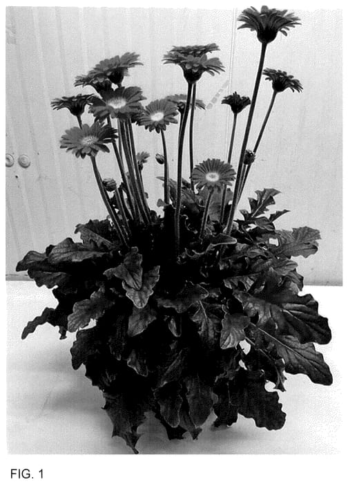 Figure 1 of US plant patent PP36560, the photograph of GOS202131 printed in the patent.