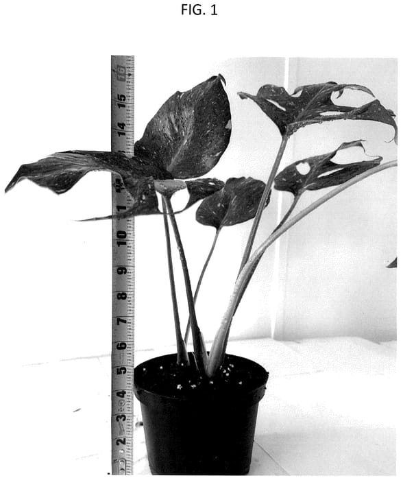 Figure 1 of US plant patent PP36561, the photograph of MKR-MTCM1 printed in the patent.
