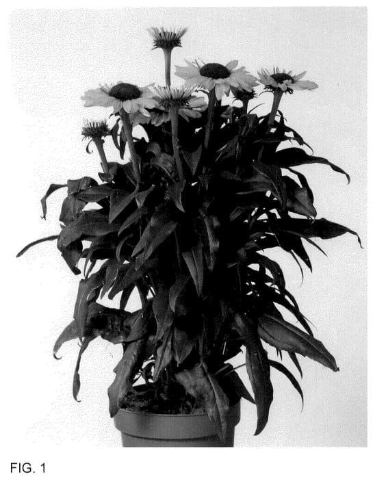 Figure 1 of US plant patent PP36562, the photograph of IFECSSMS printed in the patent.