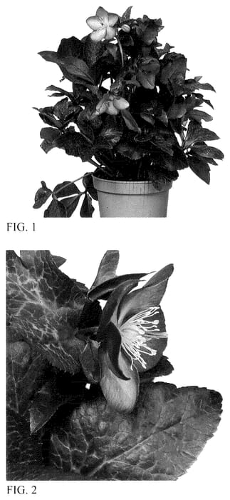 Figure 1 of US plant patent PP36563, the photograph of HM 1210 printed in the patent.
