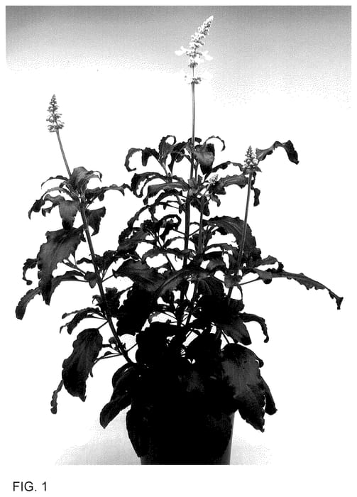 Figure 1 of US plant patent PP36564, the photograph of DPWSAFUWHT printed in the patent.