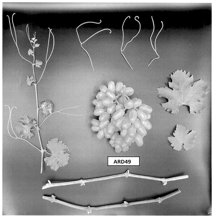 Figure 1 of US plant patent PP36565, the photograph of ARD49 printed in the patent.