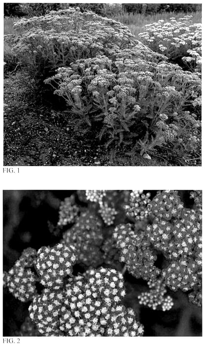 Figure 1 of US plant patent PP36566, the photograph of Firefly Fuchsia printed in the patent.