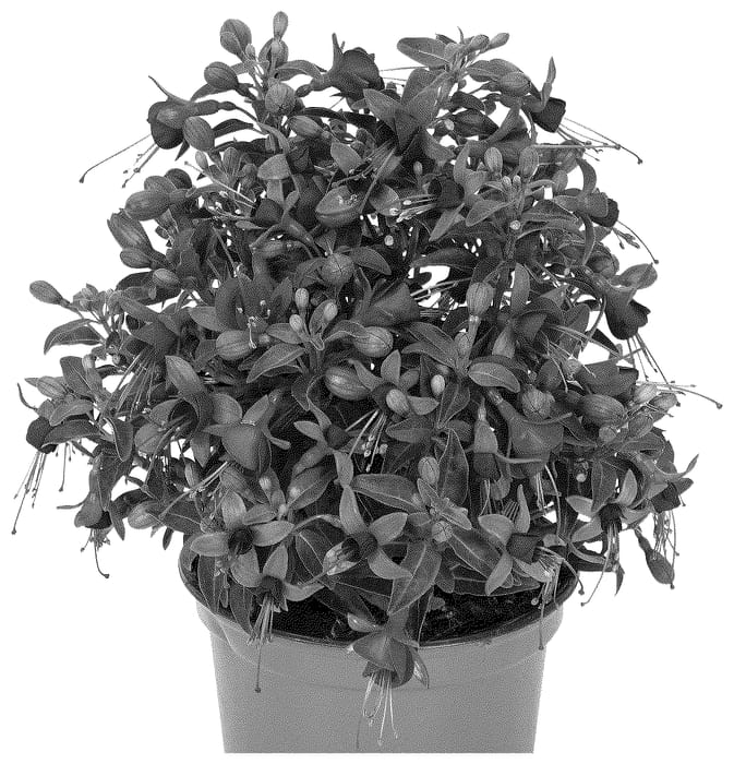 Figure 1 of US plant patent PP36567, the photograph of Dofuchbalpir printed in the patent.