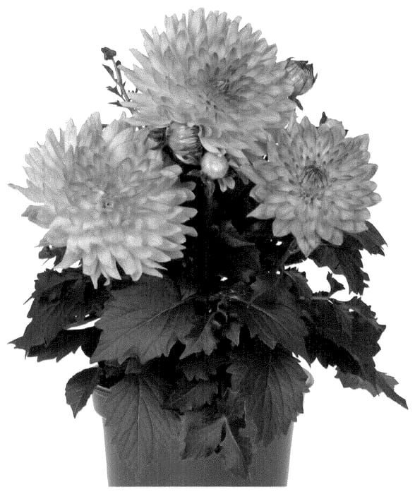 Figure 1 of US plant patent PP36568, the photograph of Dodaxsu printed in the patent.