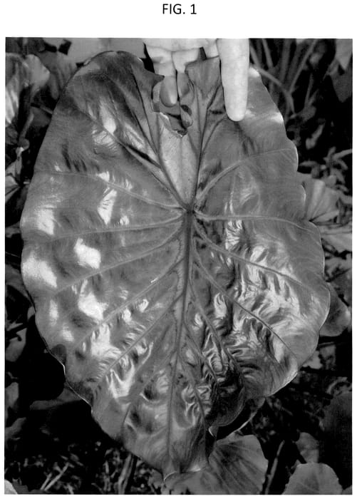 Figure 1 of US plant patent PP36569, the photograph of FLOCOCLEO printed in the patent.