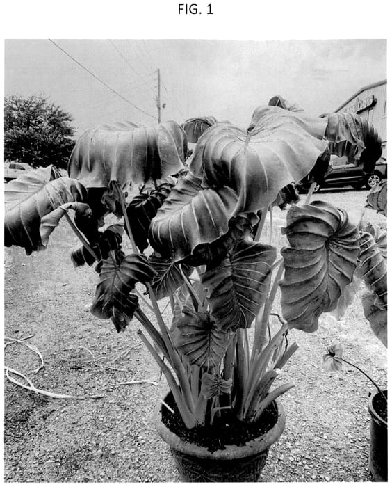 Figure 1 of US plant patent PP36570, the photograph of FLOCOLEGY printed in the patent.