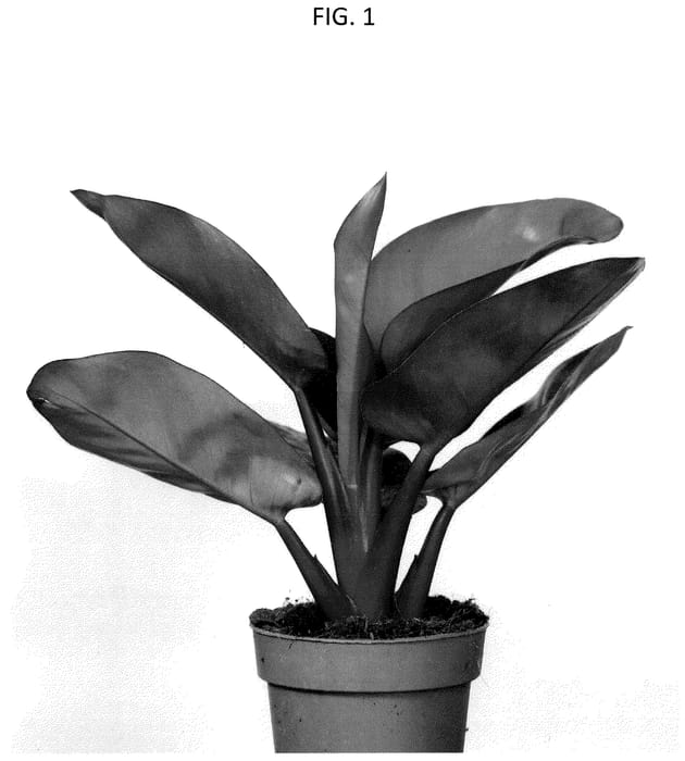 Figure 1 of US plant patent PP36571, the photograph of GUOQIAN printed in the patent.