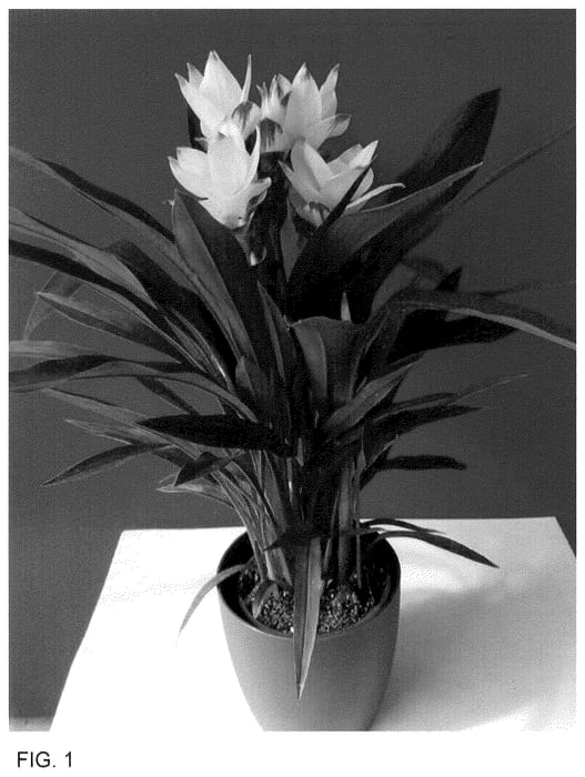 Figure 1 of US plant patent PP36572, the photograph of Curalivemowiblo printed in the patent.