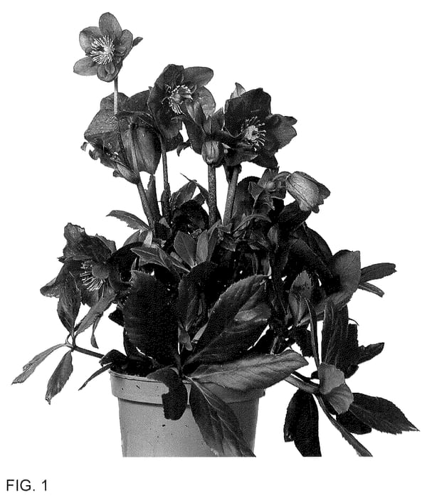 Figure 1 of US plant patent PP36573, the photograph of HL 1036 printed in the patent.