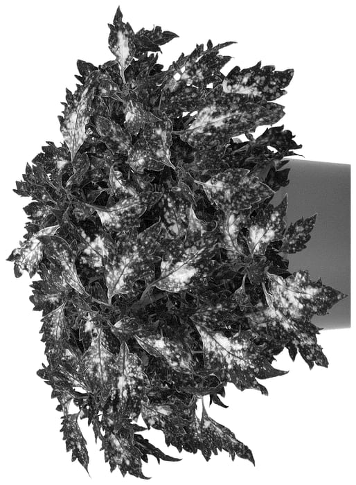 Figure 1 of US plant patent PP36574, the photograph of Docolsanmon printed in the patent.