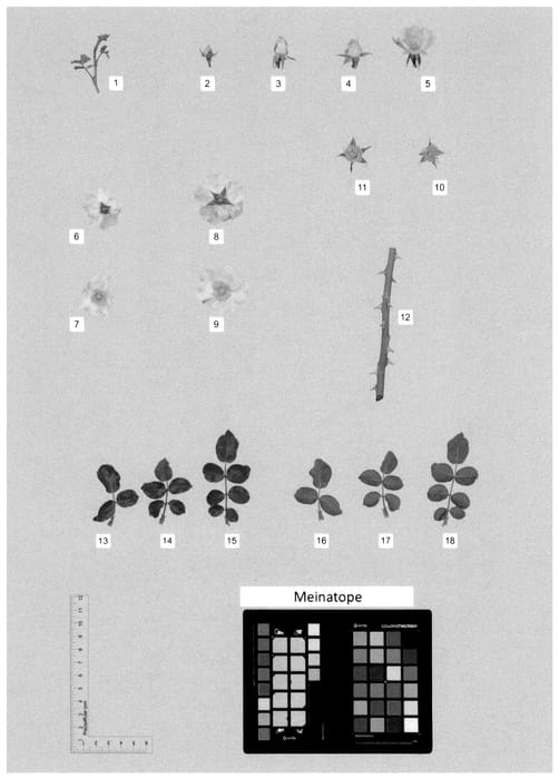 Figure 1 of US plant patent PP36575, the photograph of MEINATOPE printed in the patent.