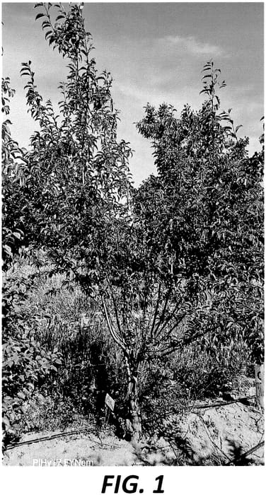 Figure 1 of US plant patent PP36577, the photograph of PIHy17EYNem printed in the patent.