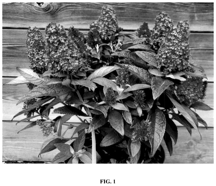 Figure 1 of US plant patent PP36579, the photograph of Botex 009 printed in the patent.