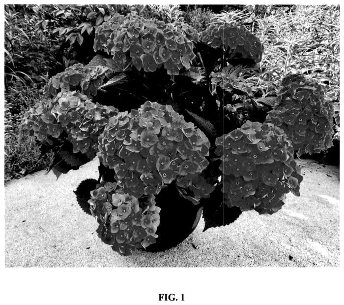 Figure 1 of US plant patent PP36580, the photograph of Hokomagrefip printed in the patent.