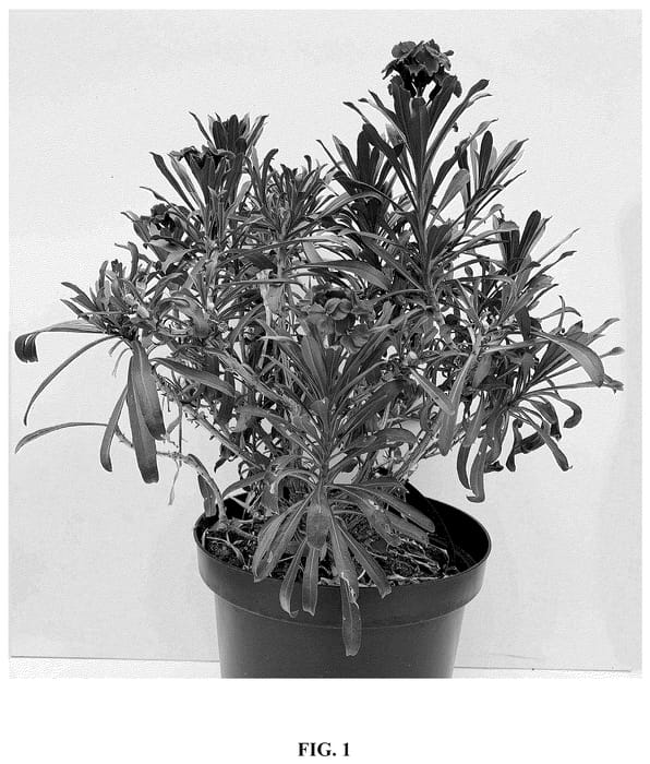 Figure 1 of US plant patent PP36581, the photograph of Cdcery3 printed in the patent.