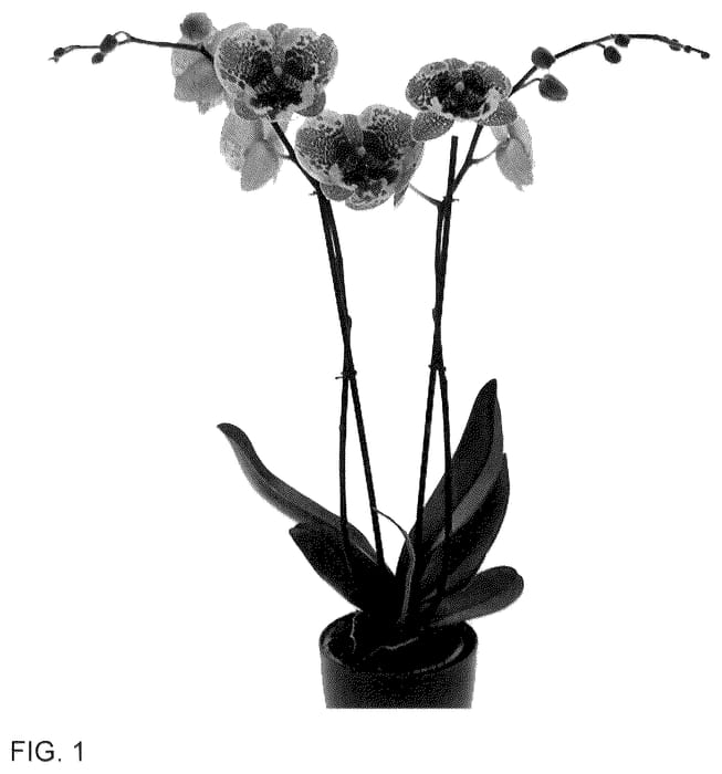 Figure 1 of US plant patent PP36582, the photograph of Body Language printed in the patent.