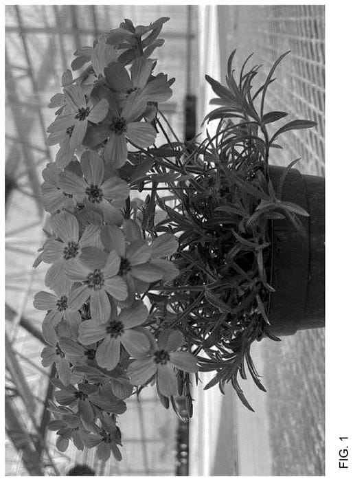 Figure 1 of US plant patent PP36583, the photograph of Balsashet printed in the patent.