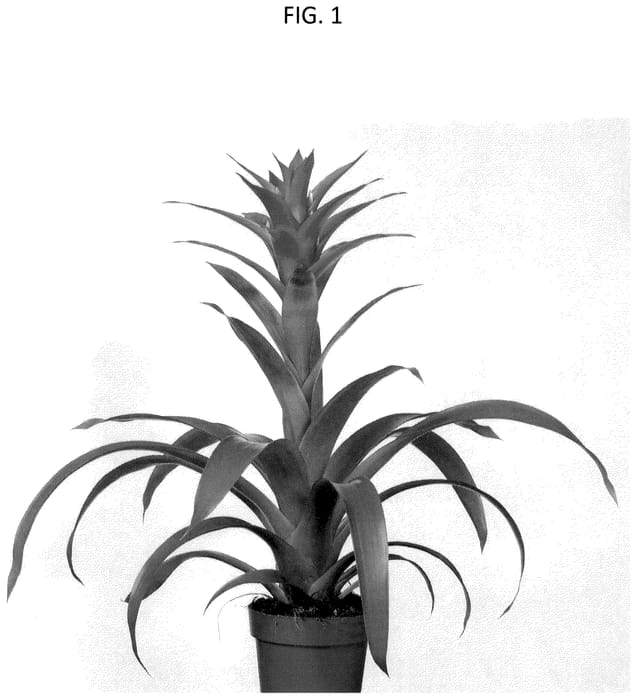 Figure 1 of US plant patent PP36584, the photograph of BUNGUZCE01 printed in the patent.
