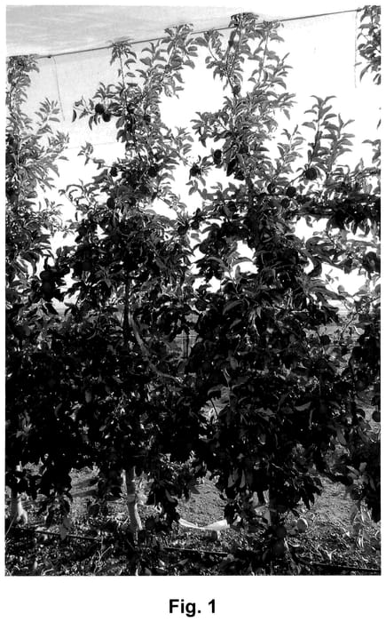 Figure 1 of US plant patent PP36585, the photograph of HOT141A1 printed in the patent.