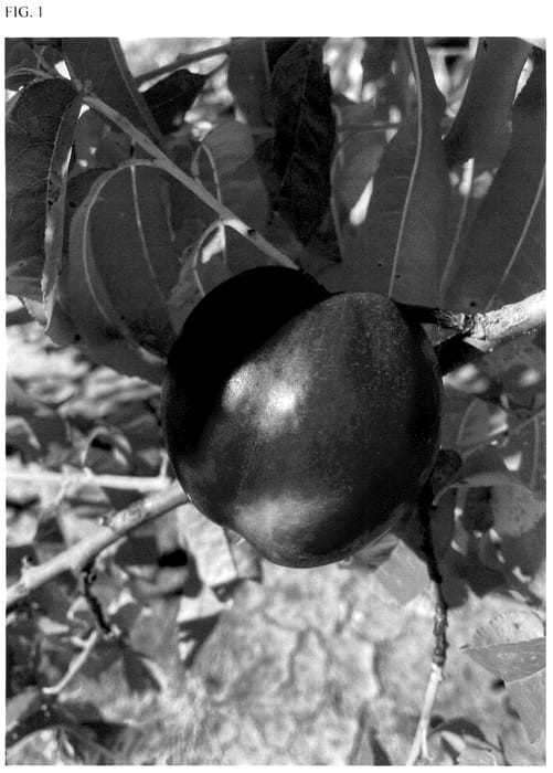 Figure 1 of US plant patent PP36586, the photograph of A-662CN printed in the patent.