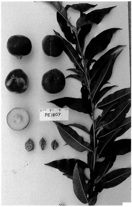 Figure 1 of US plant patent PP36587, the photograph of SUPECH28 printed in the patent.