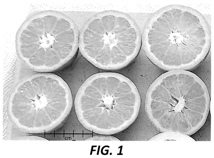 Figure 1 of US plant patent PP36588, the photograph of AC4916 printed in the patent.