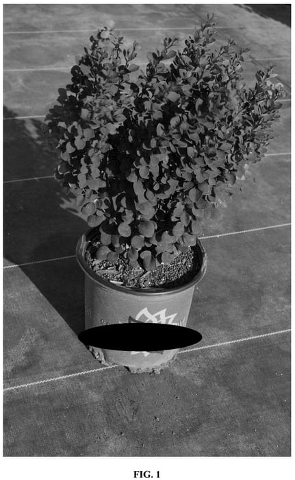Figure 1 of US plant patent PP36589, the photograph of JBN 17-001 printed in the patent.