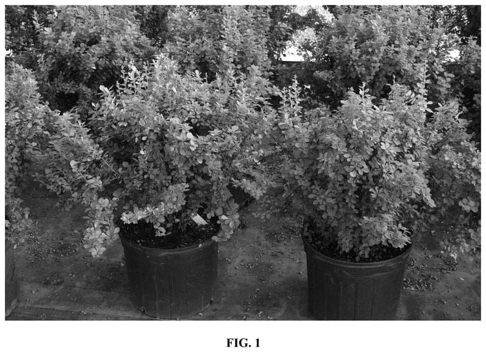 Figure 1 of US plant patent PP36590, the photograph of JBN 17-002 printed in the patent.