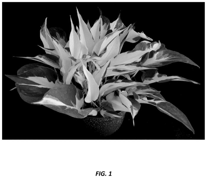 Figure 1 of US plant patent PP36591, the photograph of UF-Ea-0310 printed in the patent.