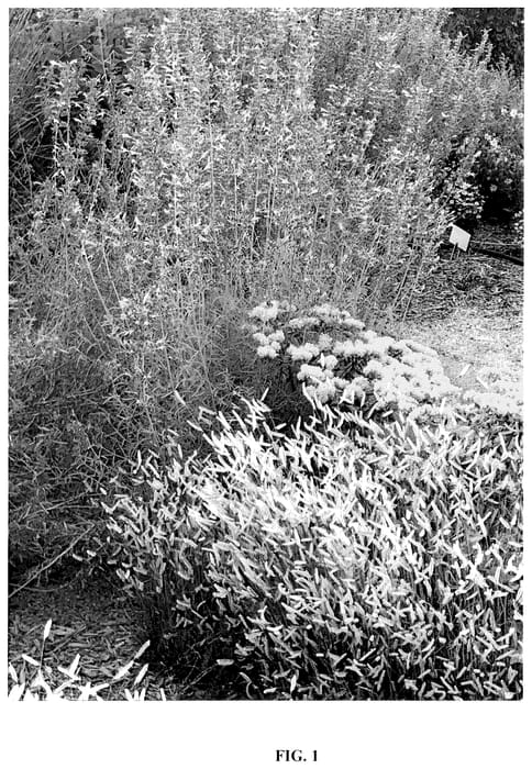 Figure 1 of US plant patent PP36592, the photograph of Zig Zag printed in the patent.