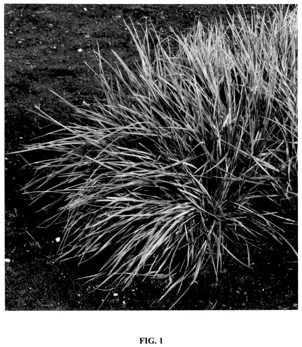 Figure 1 of US plant patent PP36593, the photograph of OVER2021 printed in the patent.