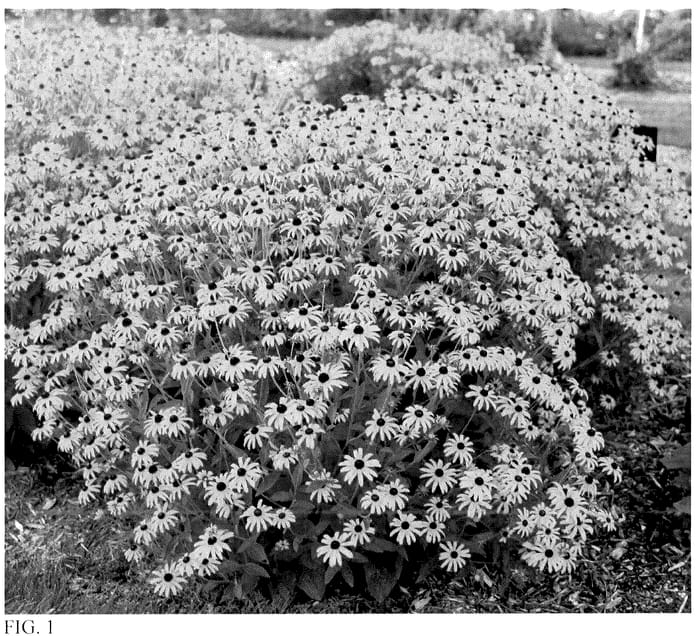 Figure 1 of US plant patent PP36594, the photograph of Treasure Trove printed in the patent.