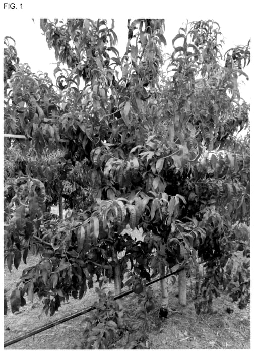 Figure 1 of US plant patent PP36595, the photograph of NECTAMILA printed in the patent.