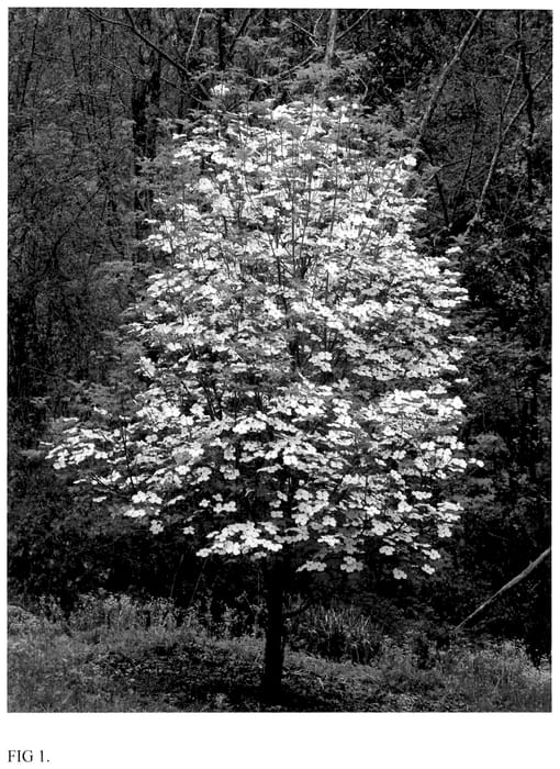 Figure 1 of US plant patent PP36596, the photograph of NCCH3 printed in the patent.