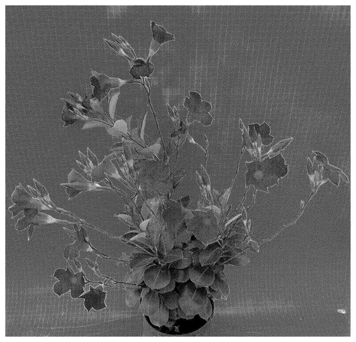 Figure 1 of US plant patent PP36597, the photograph of TVMD1079 printed in the patent.
