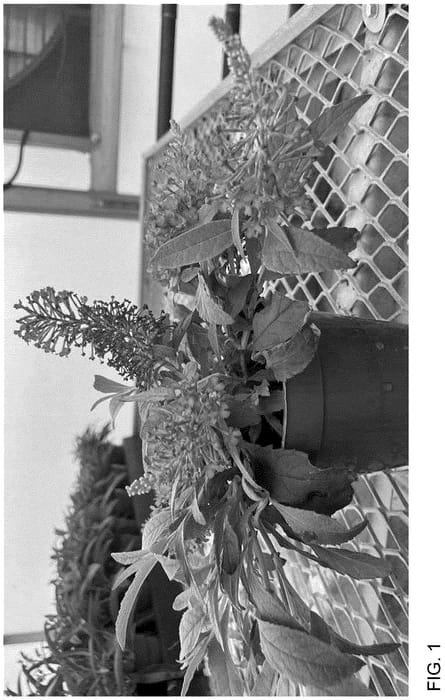 Figure 1 of US plant patent PP36598, the photograph of Balchryeel printed in the patent.