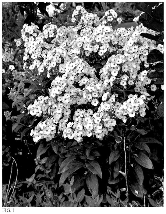 Figure 1 of US plant patent PP36599, the photograph of Fancy Girl printed in the patent.