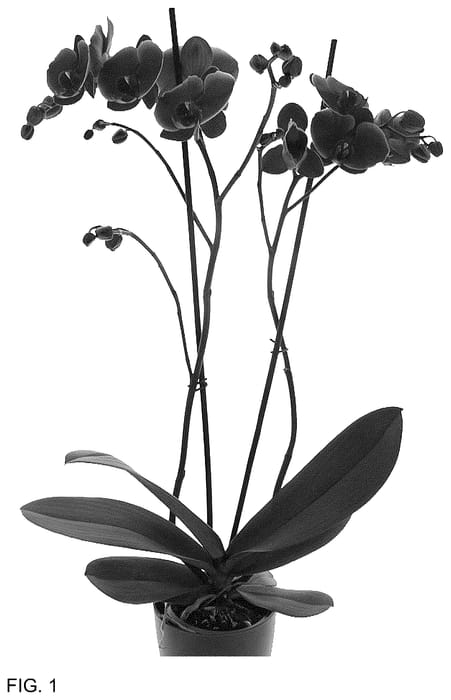 Figure 1 of US plant patent PP36600, the photograph of PHA925052 printed in the patent.